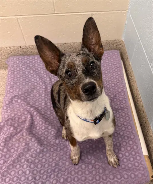 Tinkerbell - Australian Cattle Dog/Blue Heeler