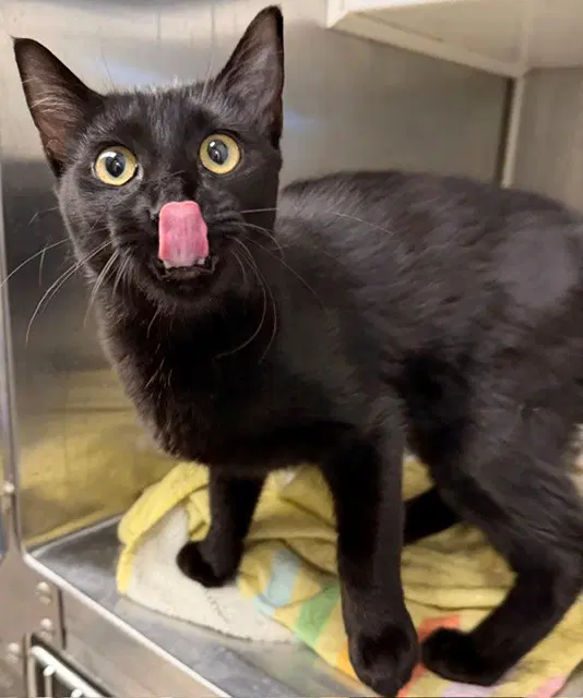 Trouble - Domestic Short Hair