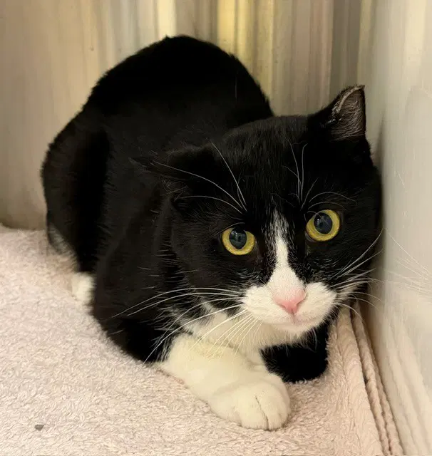 Kiwi - Domestic Short Hair
