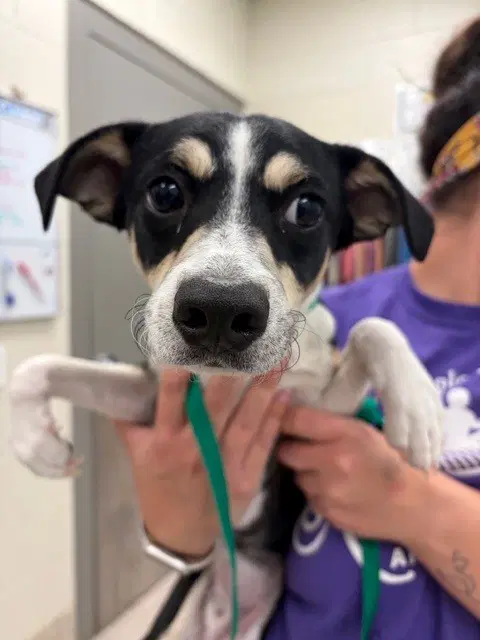Mummy - Terrier