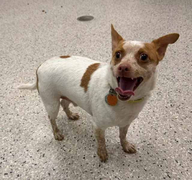 Thor - Chihuahua