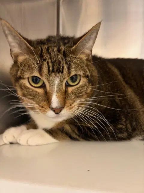 Blaze - Domestic Short Hair