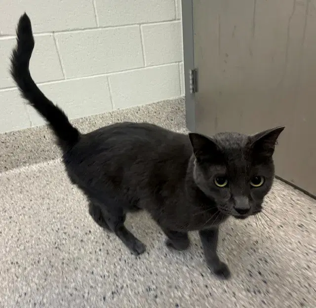 Rocky - Domestic Short Hair