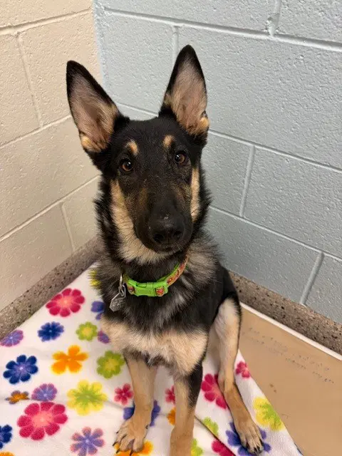 Elphaba - German Shepherd Dog