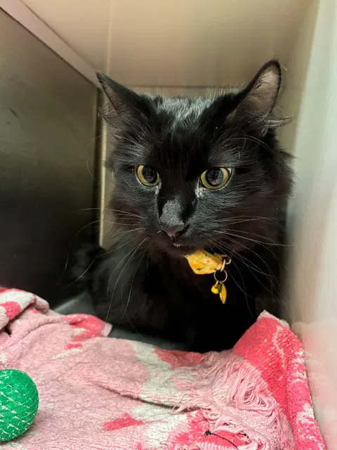James - Domestic Long Hair