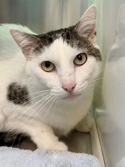 Reno - Domestic Short Hair