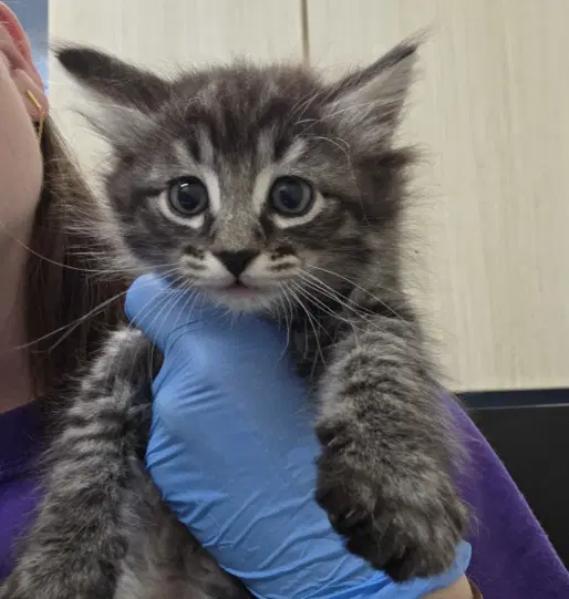 Winnie - Domestic Short Hair
