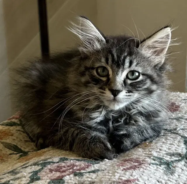 Winnie - Domestic Short Hair