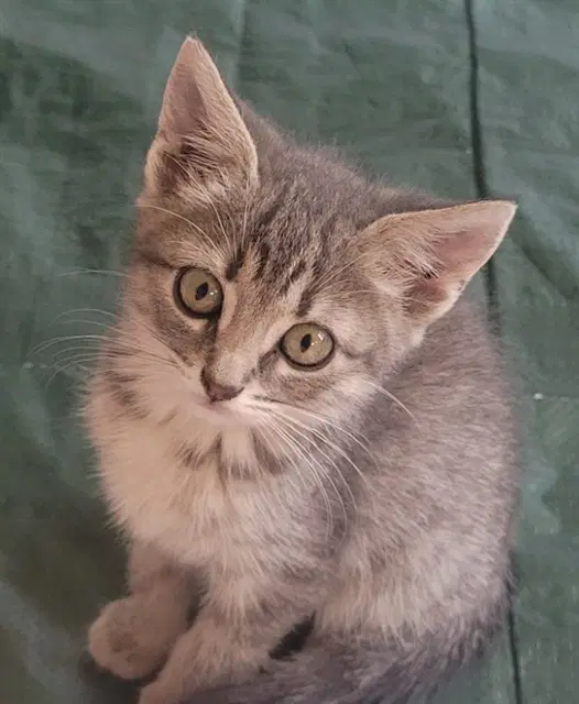 Lady - Domestic Short Hair