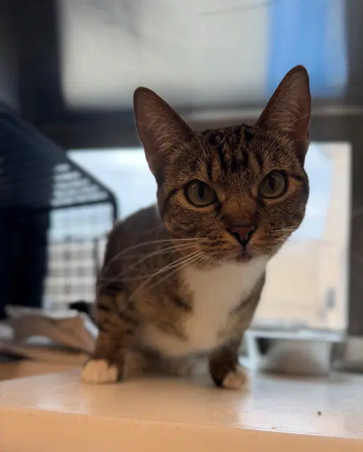 Wild Thang - Domestic Short Hair