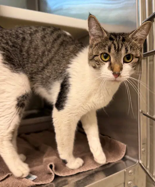 Judith - Domestic Short Hair