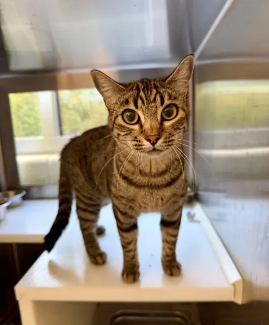 Kimberly - Domestic Short Hair