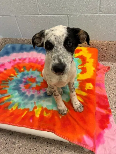 Parton - Border Collie