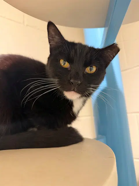 Piano - Domestic Short Hair