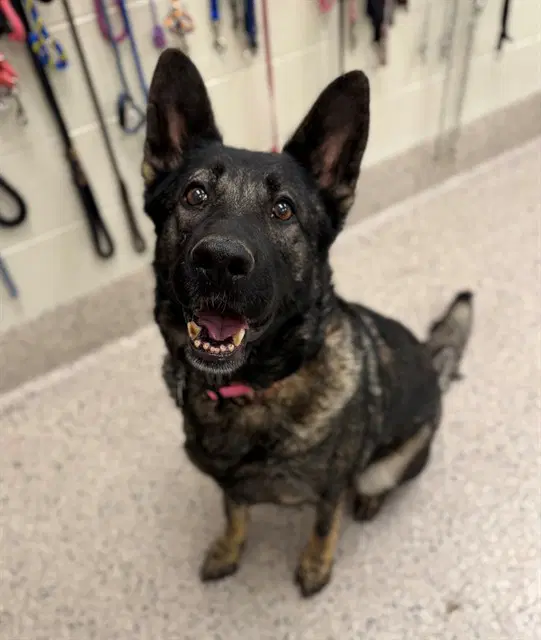 Katrina - German Shepherd Dog