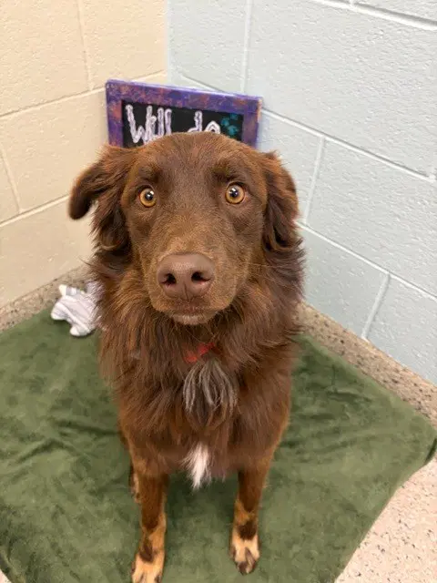Pepper - Australian Shepherd
