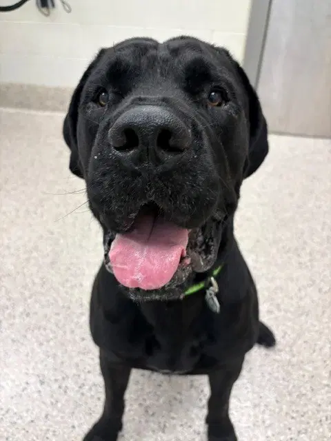 Mr Bugz - Cane Corso Mastiff