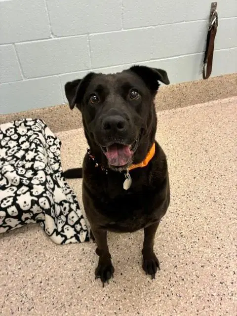 Queen Nala - Labrador Retriever
