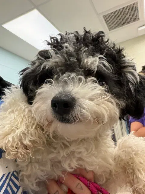 Toddy - Maltese