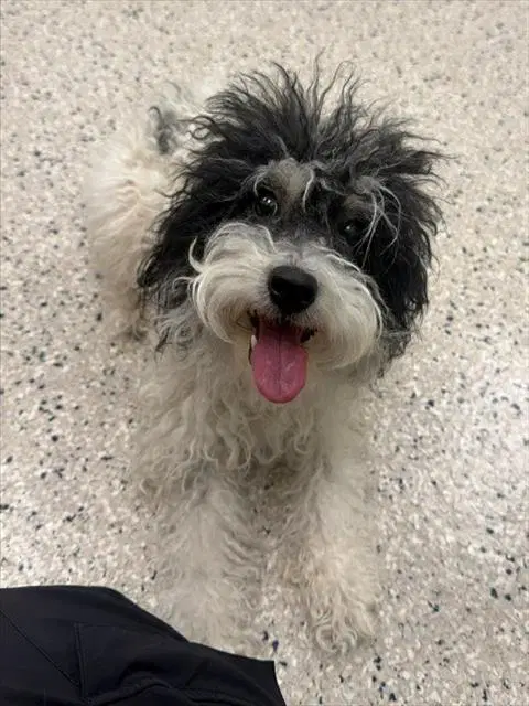 Rosemary - Maltese