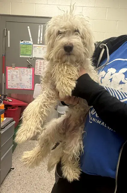 Persimmon - Poodle (Miniature)