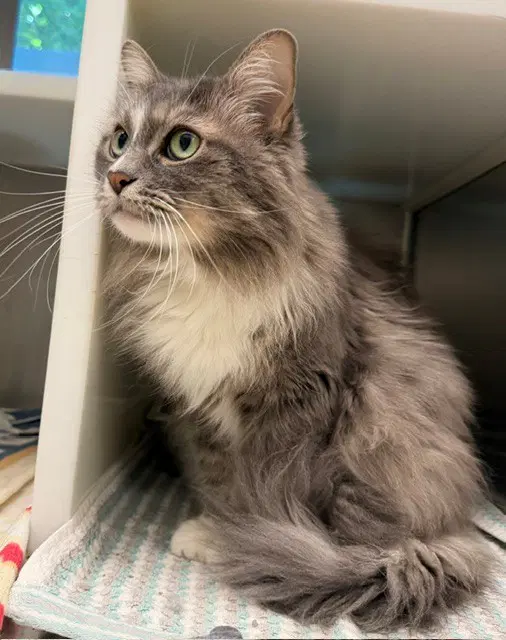 Starburst - Domestic Long Hair