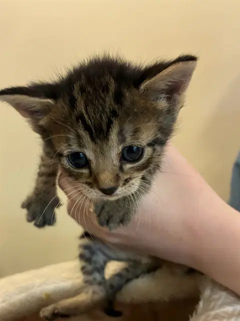 Darla - Domestic Medium Hair