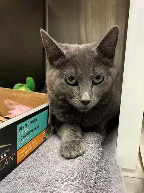 Wazee - Domestic Short Hair