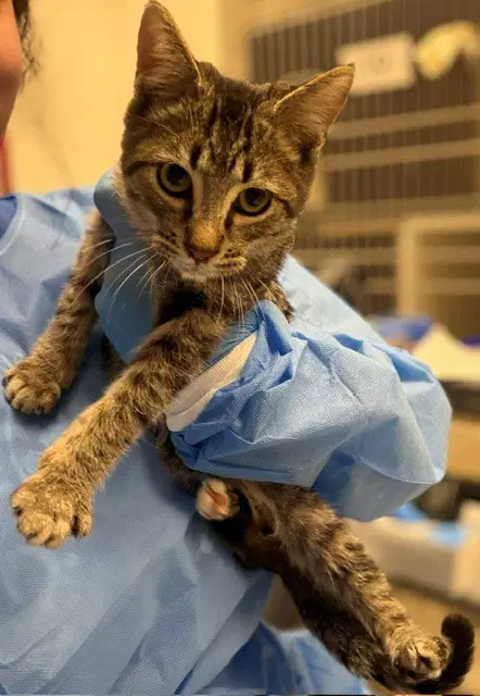 Coriander - Domestic Short Hair