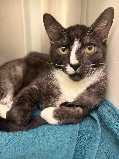 Mccann - Domestic Short Hair
