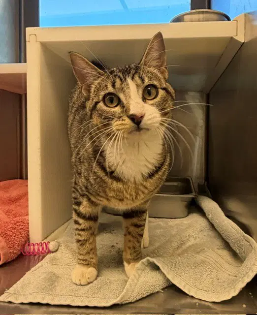 Dracula - Domestic Short Hair