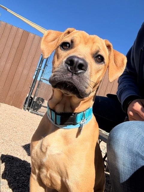 Apricot