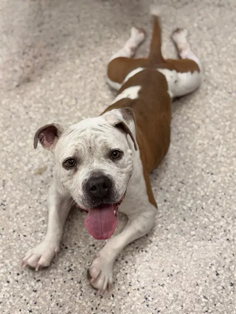 Tonka - American Bulldog