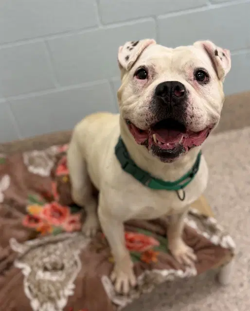 Vinnie - American Bulldog