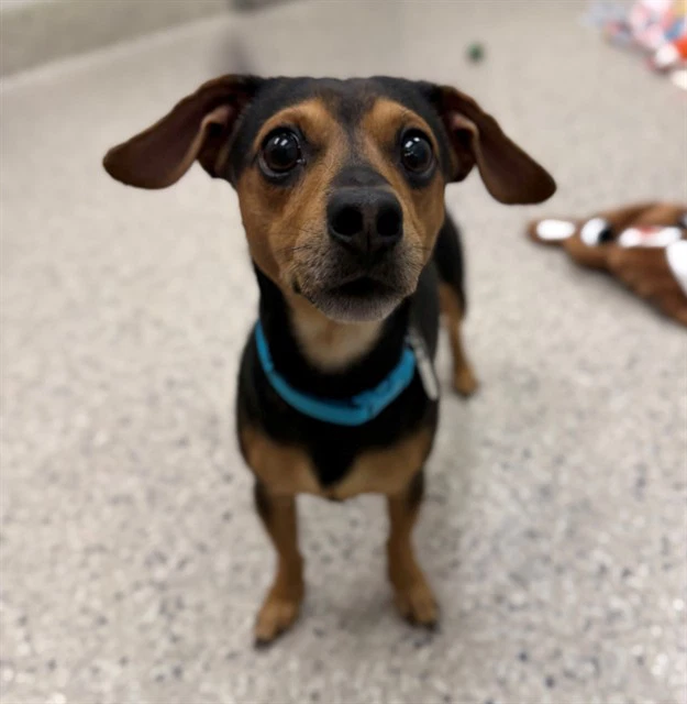 Chico