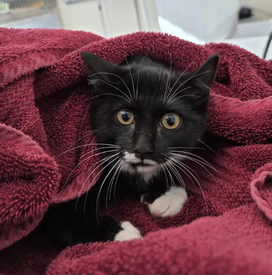 Bumper - Domestic Short Hair