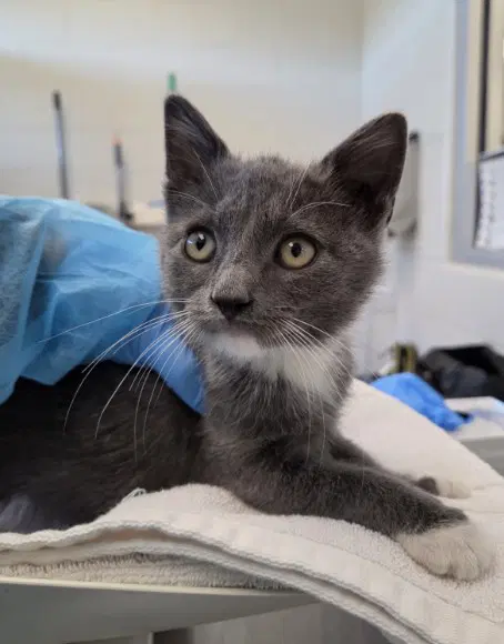 Grover - Domestic Short Hair
