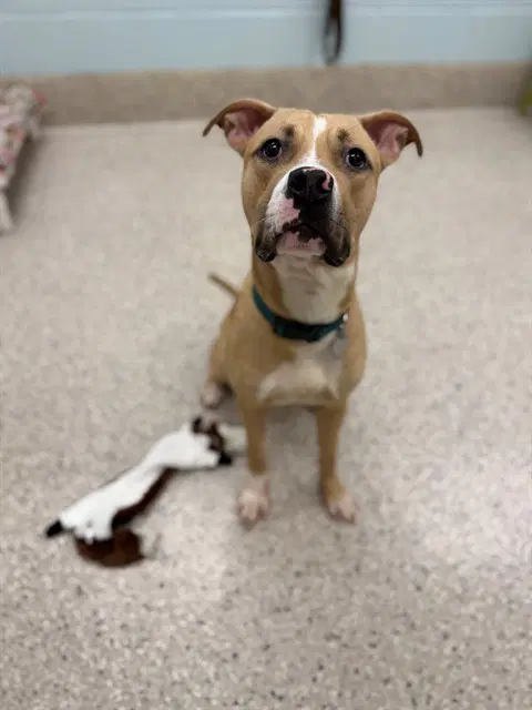 Celeste - Pit Bull Terrier