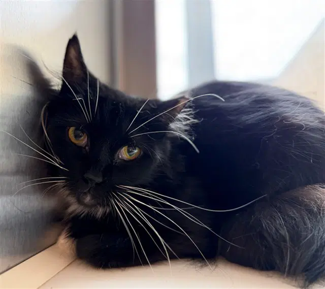 Kiara - Domestic Long Hair