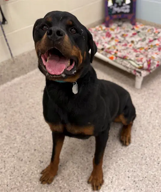 Bandit - Rottweiler