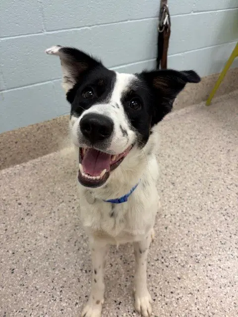 Felix - Border Collie