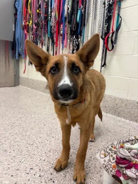 Glover - German Shepherd Dog