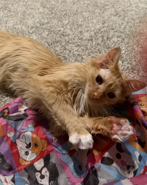 Corn Nut - Domestic Short Hair