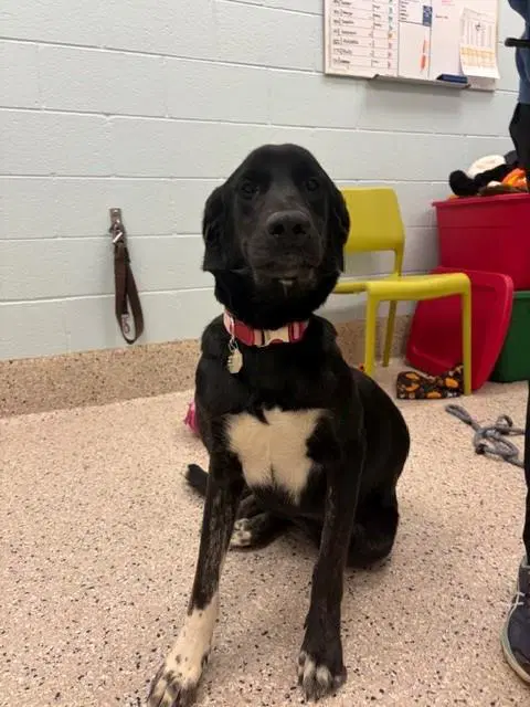 Amara - Labrador Retriever