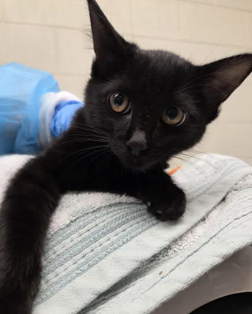 Daria - Domestic Short Hair