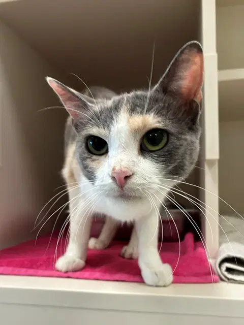 Sophie Rose - Domestic Short Hair
