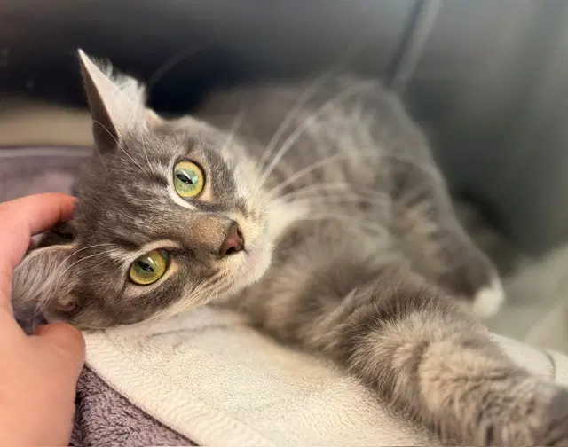 Misty - Domestic Medium Hair