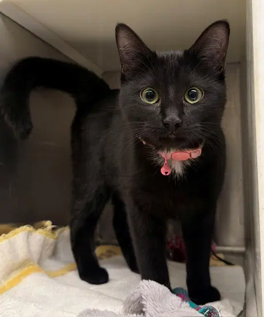 Bat Cat - Domestic Short Hair