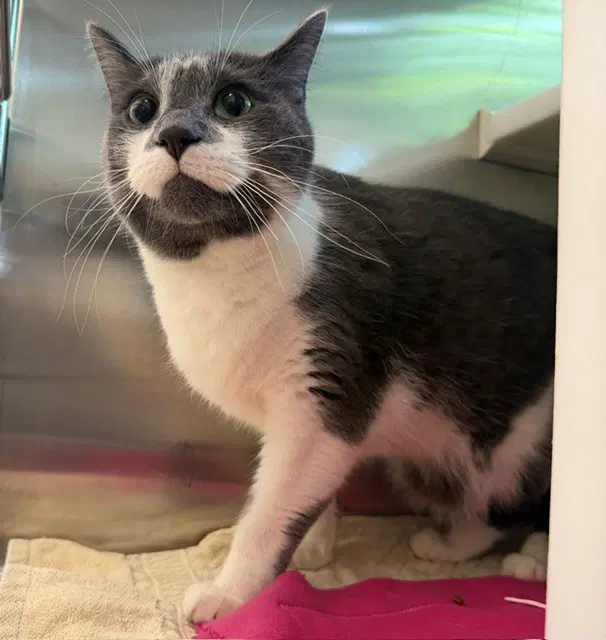 Max - Domestic Short Hair