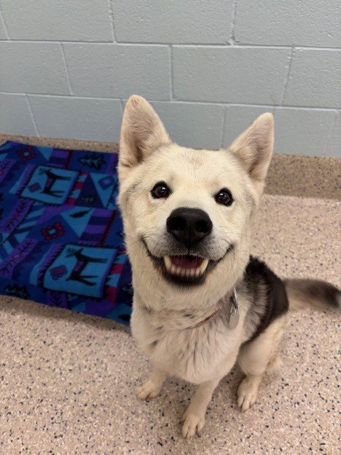 TAZ